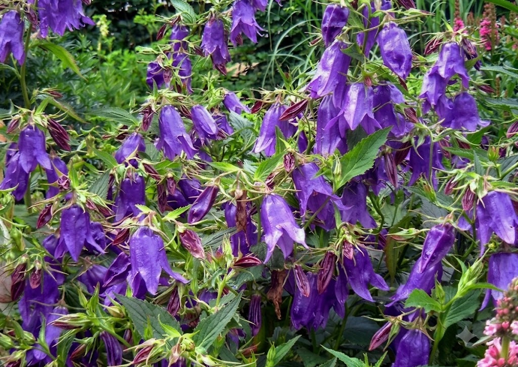 KAMPANULA ‘kent çanı’ / Campanula ‘Kent Belle’