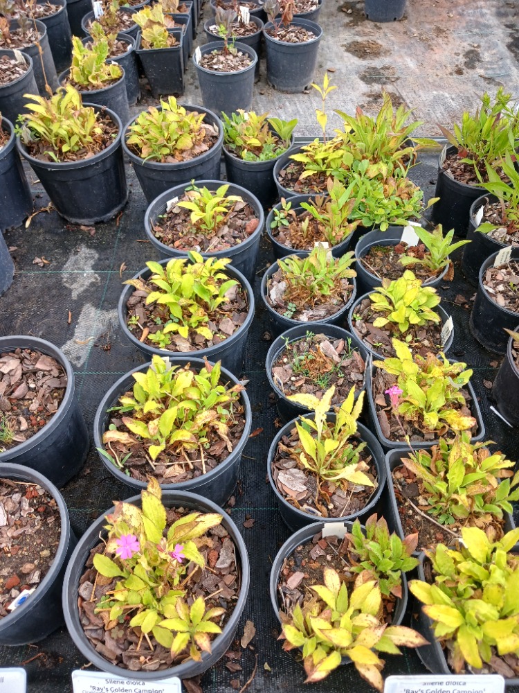 SİLENE ‘altın yaprak’ - Silene dioica ‘Ray’s Golden’