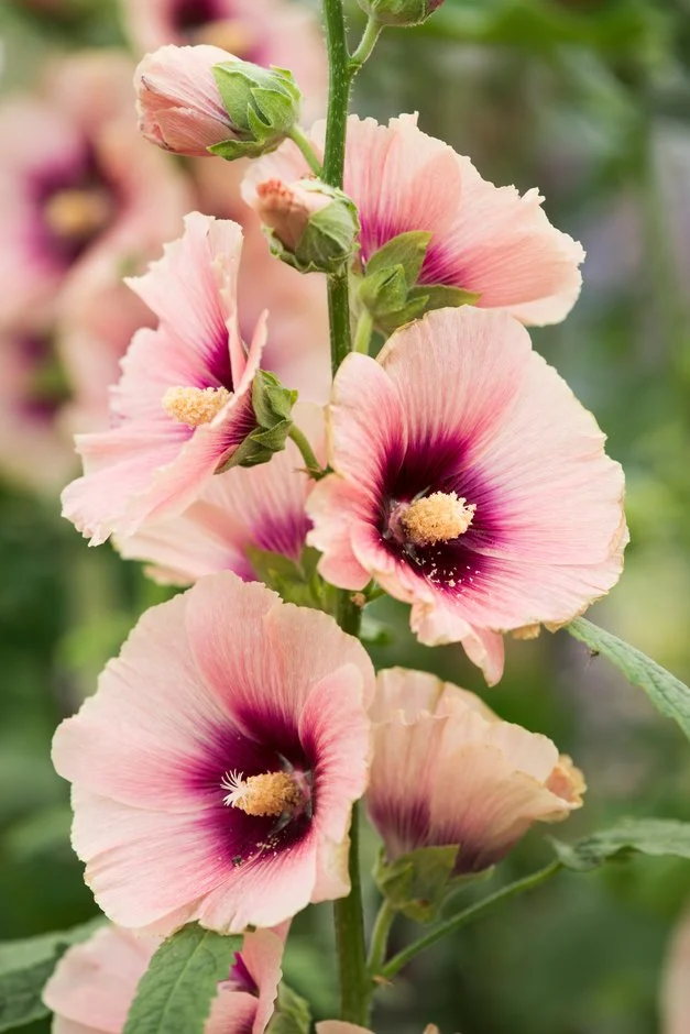 KAYISI NURLU GÜLHATMİ / Alcea rosea ‘Halo Apricot Group’