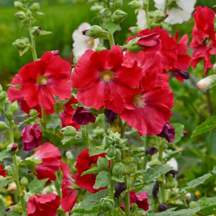 GÜLHATMİ ‘mars mucizesi’ / Alcea rosea ‘Mars Magic’