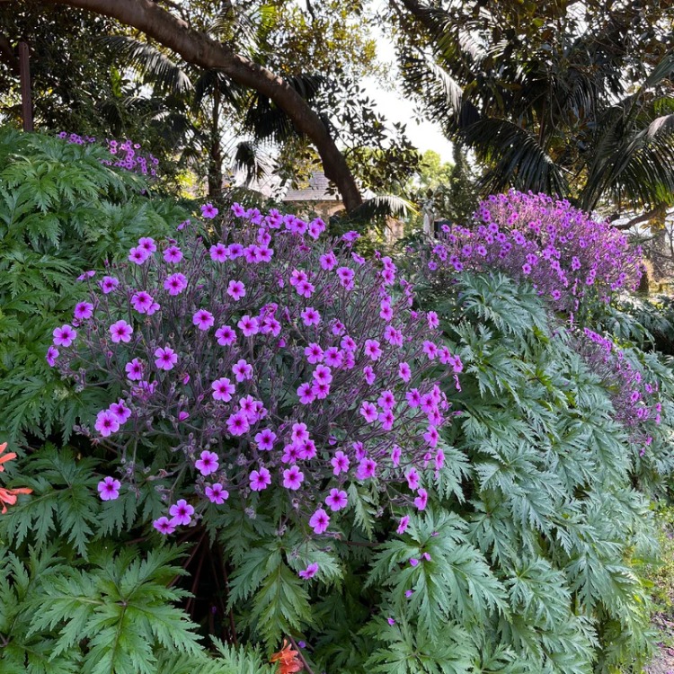 MADERYA CERENYUMU – MADERYA SARDUNYASI / Geranium maderense