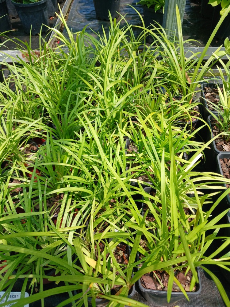 ZAMBAK SAZI - LİRYOP / Liriope muscari