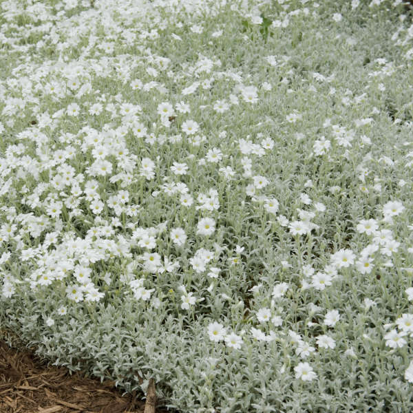 BEYAZ FARE DİŞİ /  Cerastium tomentosum