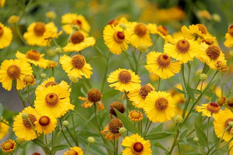 HELENYUM ‘sonbahar’ / HAPŞIRIKOTU ‘sonbahar’ - Helenium autumnale