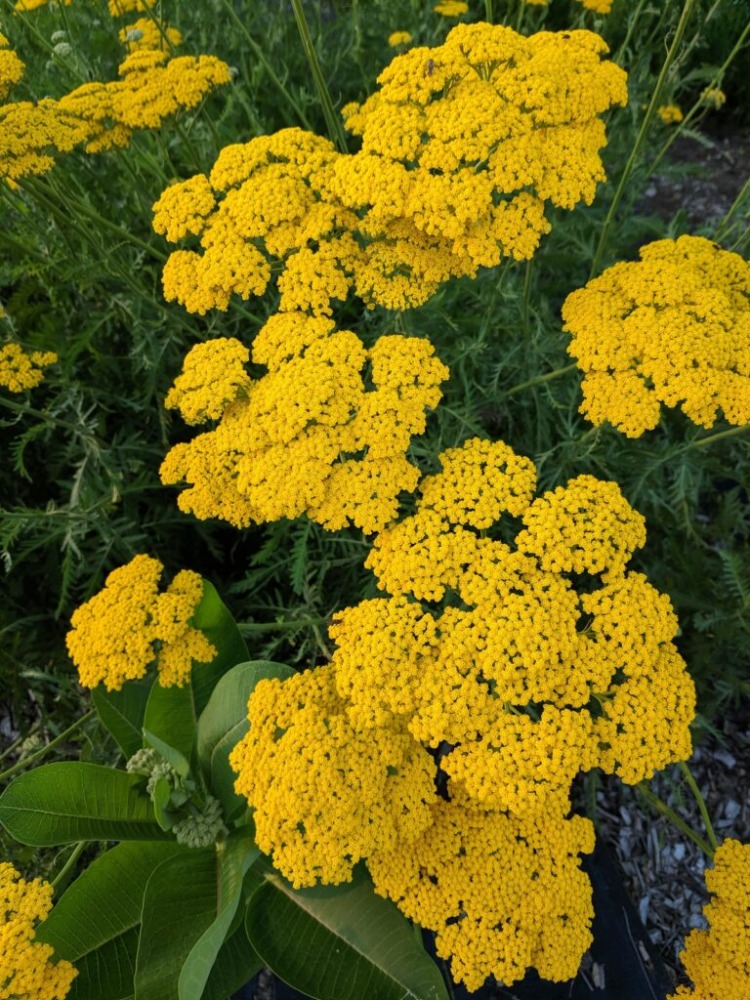 (tohum) BÜYÜK CİVANPERÇEMİ - Achillea filipendulina