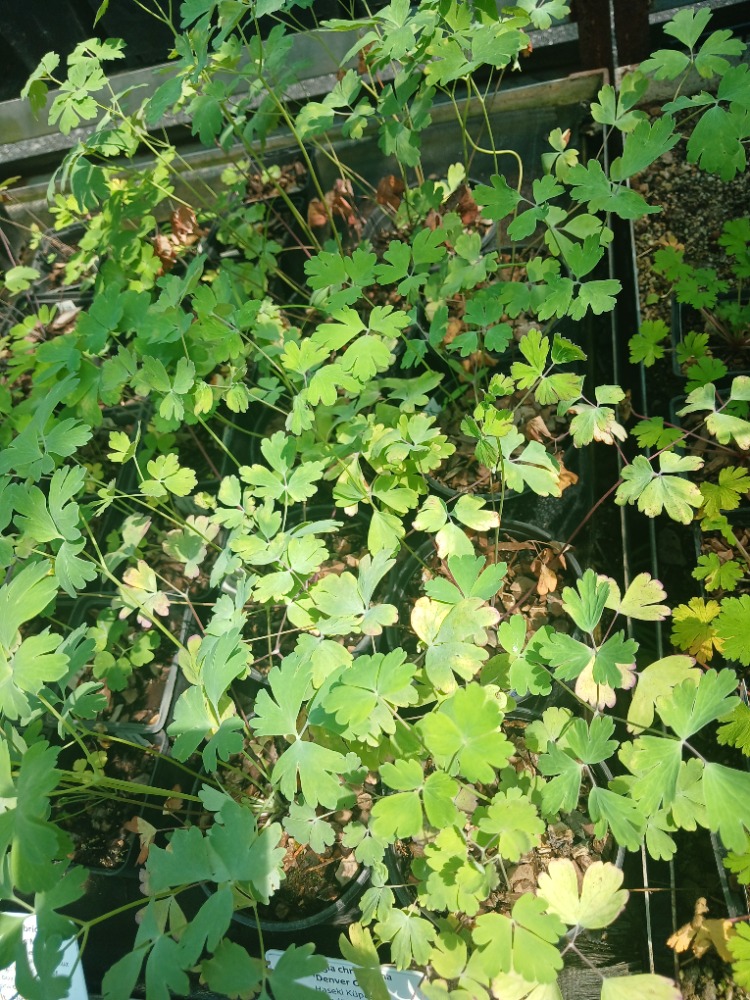 DAĞ HASEKİ KÜPESİ ‘enver altını’ / Aquilegia chrysantha ‘Denver Gold’