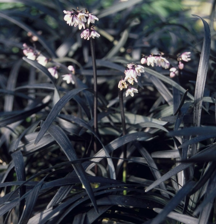 SİYAH OSMANLI ÇİMİ / Ophiopogon planiscapus nigrescens