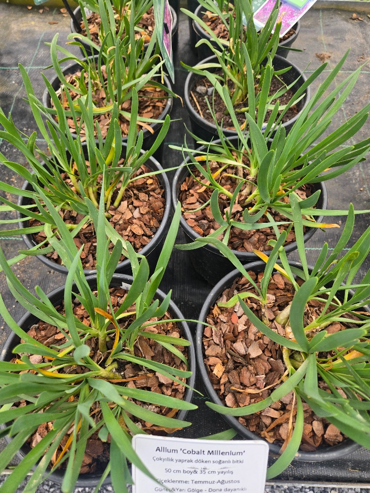 SONBAHAR ALYUMU ‘mor milenyum’ / Allium ‘Cobalt Millenium’