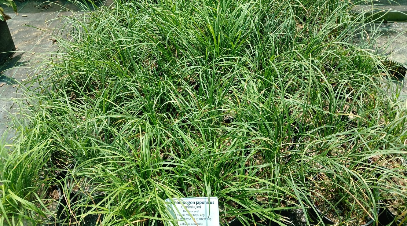 OSMANLI ÇİMİ / Ophiopogon japanicus