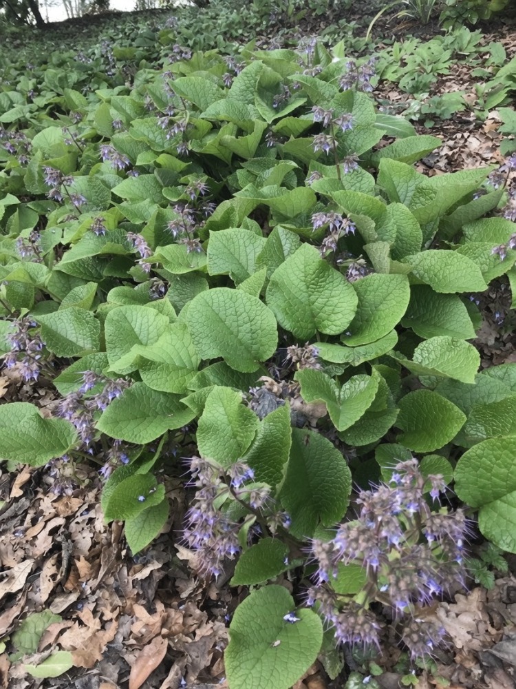 ORMAN HODANI / Trachystemon orientalis / *Türkiye Bitkisi