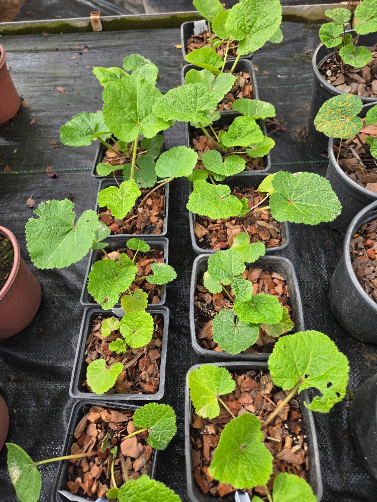 GÜLHATMİ ‘mars mucizesi’ / Alcea rosea ‘Mars Magic’