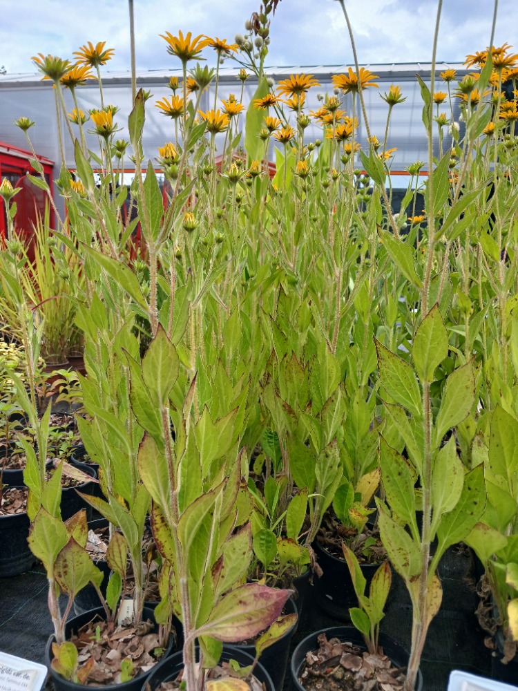 ISLAK RADBEKYA / ISLAK GÜNEŞ ŞAPKASI - Rudbeckia fulgida var. deamii