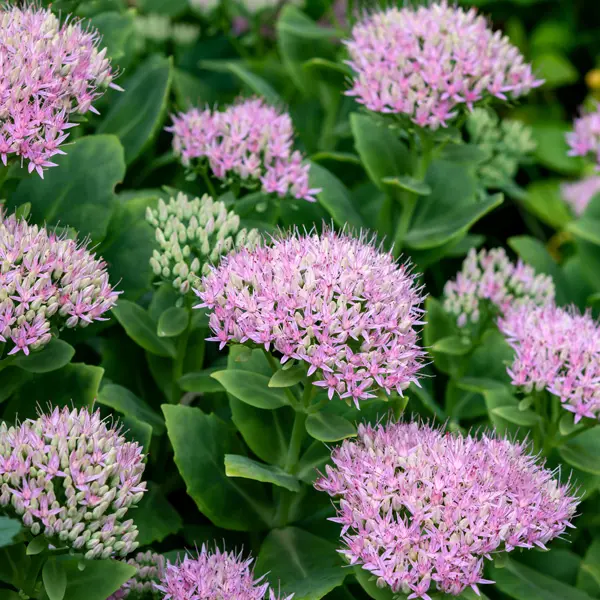 HARİKA DAMKORUĞU – HARİKA SEDUM / Sedum spectible