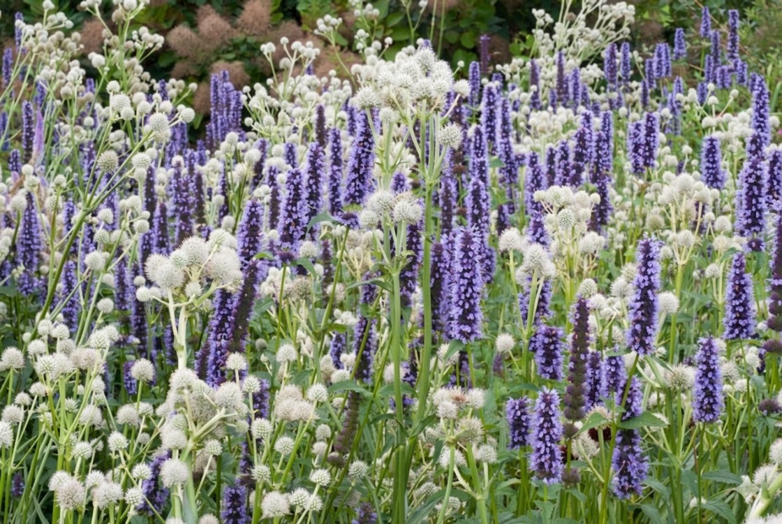 AGASTAŞ ‘karabaş’ / Agastache ‘Black Adder’ 
