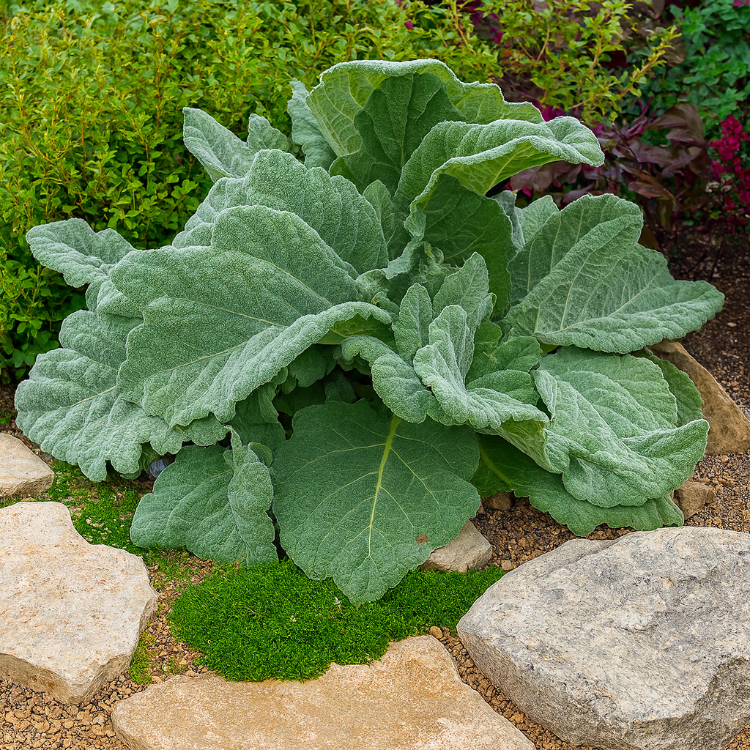 GÜMÜŞİ ADAÇAYI / GÜMÜŞİ SALVİYA - Salvia argentea