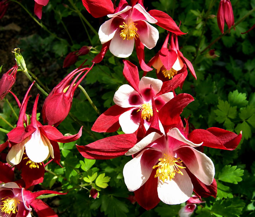 DAĞ HASEKİ KÜPESİ ‘kırmızı yıldız’ / Aquilegia caerulea-hybrida ‘Rotstern’
