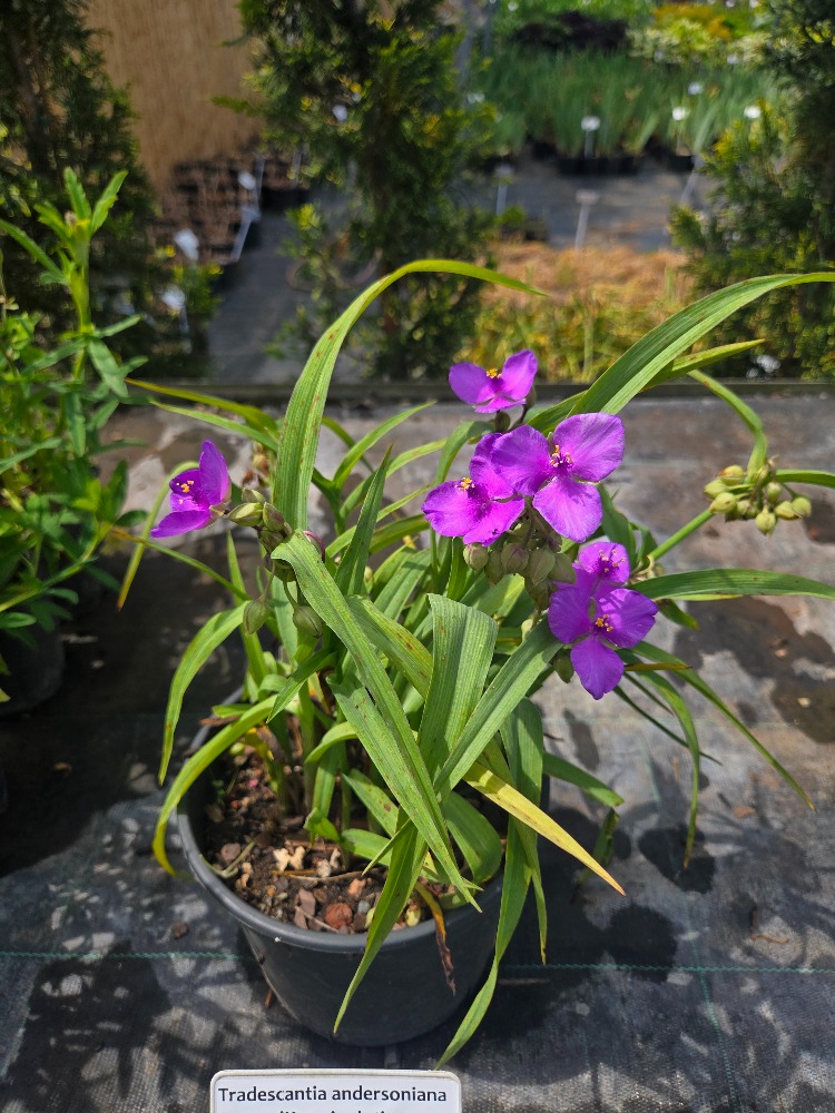 PEMBE TRADESKANTİYA ‘kamile’nin şansı’ / Tradescantia andersoniana ‘Karminglut’