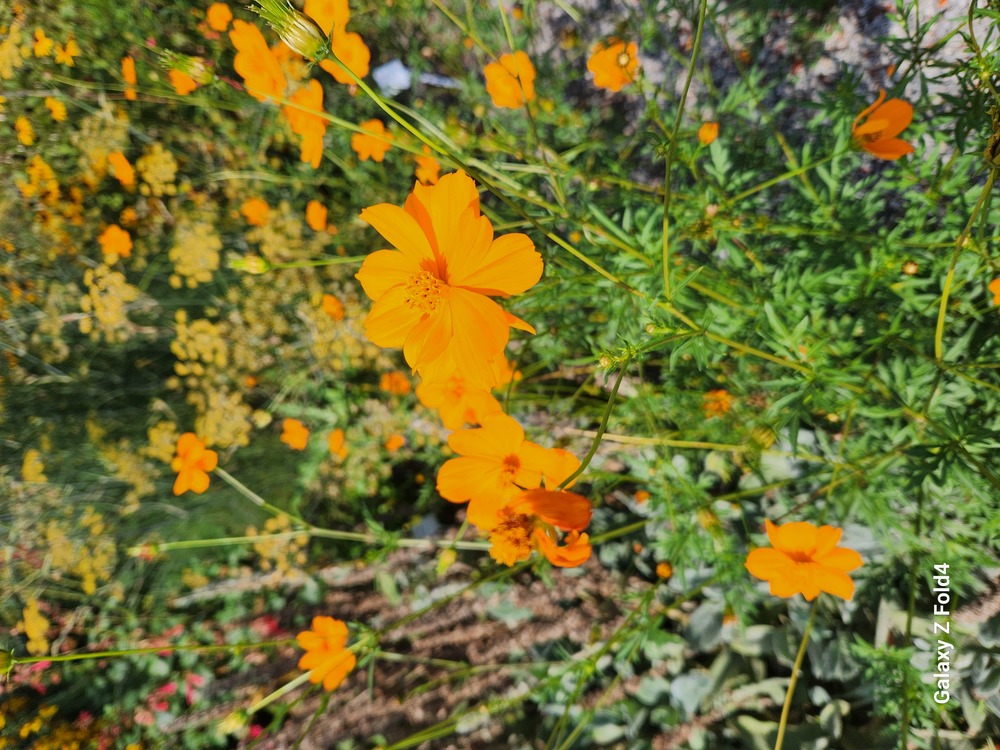 (tohum) TURUNCU KOZMOZ - Cosmos sulphureus