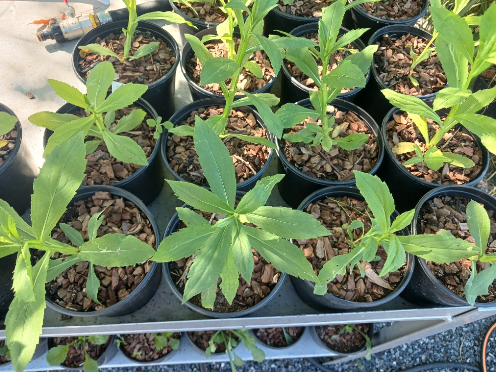 HELENYUM ‘serenat’ / Helenium ‘Serenade’