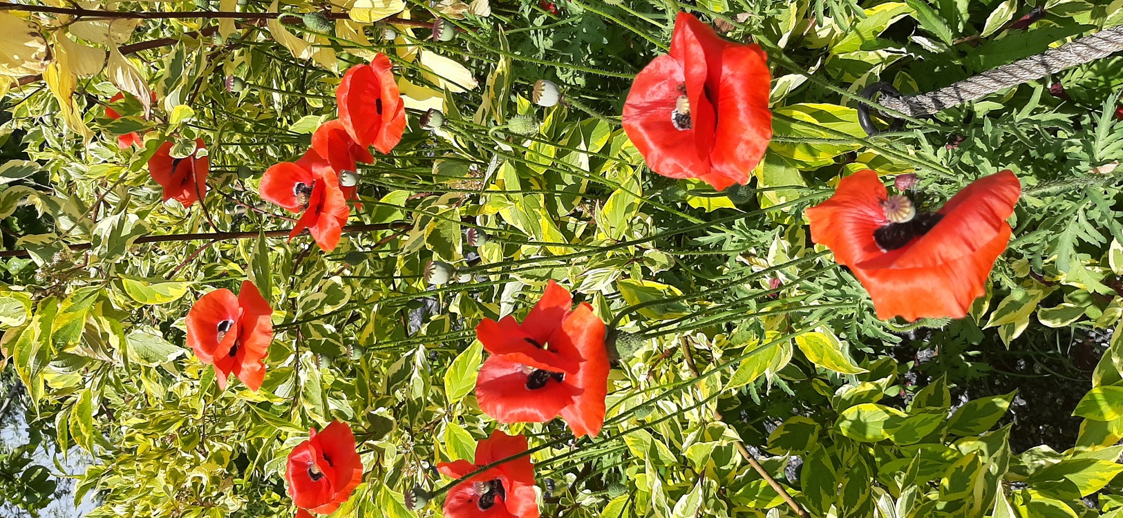 (tohum) ÇOKYILLIK GELİNCİK - Papaver sp.