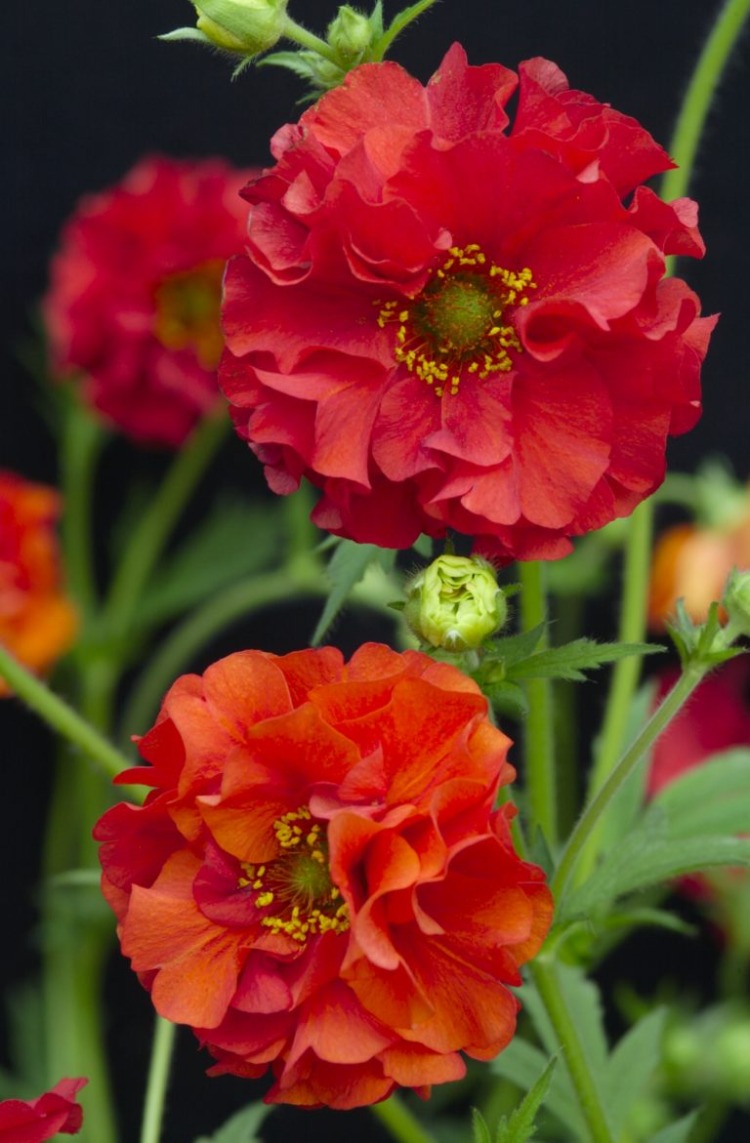 CEYUM ‘kırmızı ejder’ / Geum chiolense ‘Red Dragon’