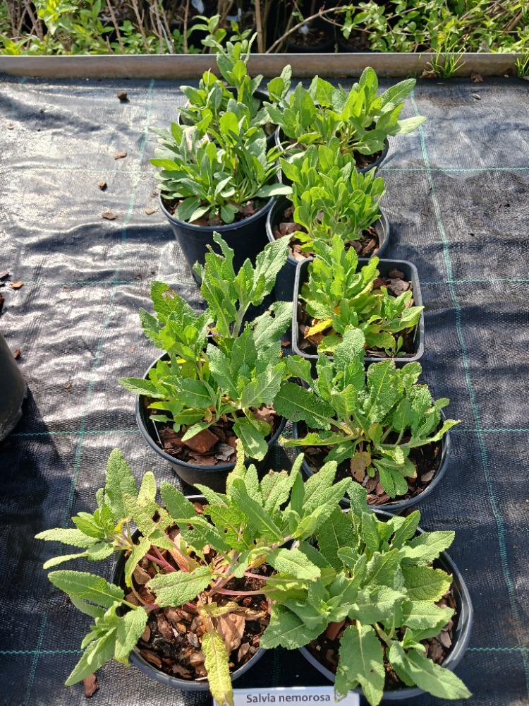 ADAÇAYI / SALVİYA ‘karadonna’ - Salvia nemerosa ‘Caradonna’