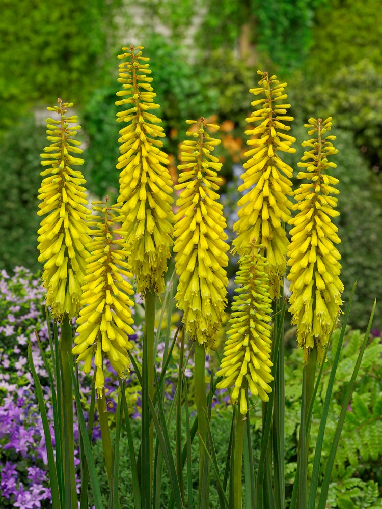FENER ÇİÇEĞİ ‘güneşli gün sarısı’ / Kniphofia ‘Sunningdale Yellow’