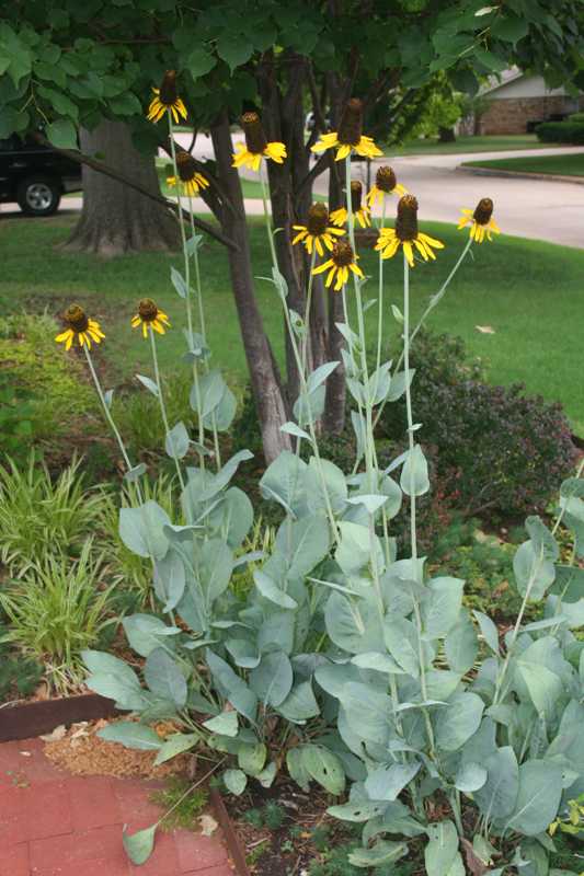 (tohum) DEV GÜNEŞ ŞAPKASI - Rudbeckia Maxima