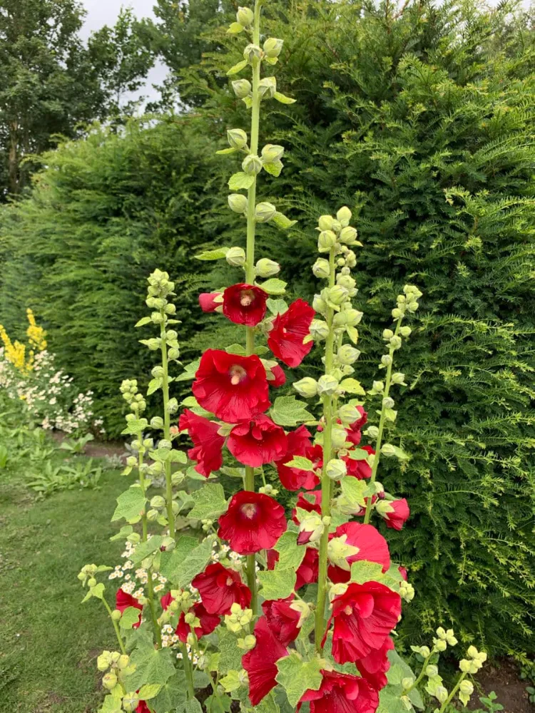 GÜLHATMİ ‘mars mucizesi’ / Alcea rosea ‘Mars Magic’