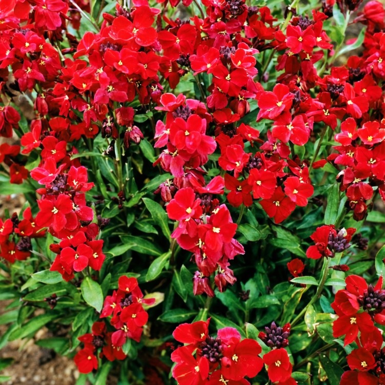 ÇALI ŞEBBOY - ERİSİMUM ‘kırmızı-turuncu’ /  Erysimum cheiri ‘Scarlet Bedder’