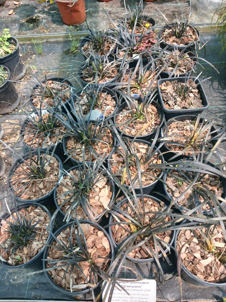 SİYAH OSMANLI ÇİMİ / Ophiopogon planiscapus nigrescens