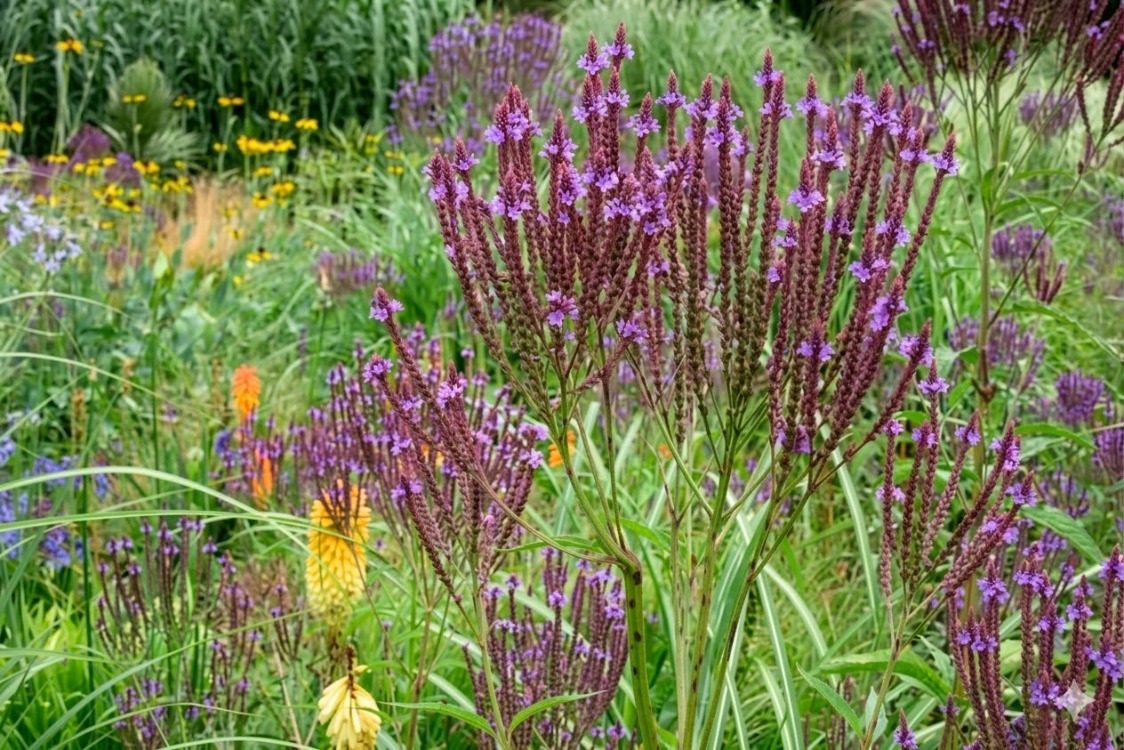 ISLAK VERBENA – ISLAK MİNE / Verbena hastata