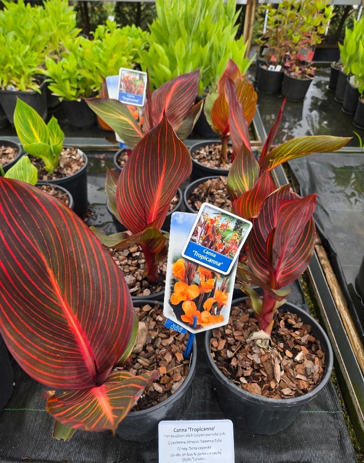 TROPİKANA KANA / Canna ‘Tropicana’