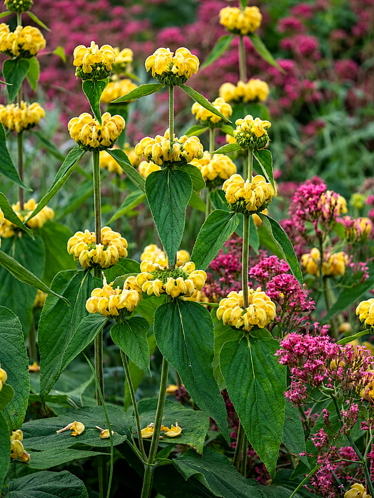 TÜRK ADAÇAYI – AKBAŞLI ÇALBA / Phlomis russeliana / *Türkiye Bitkisi