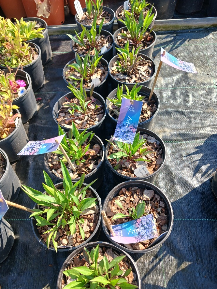 ASTER ‘çiçekli rüya’ / Aster ‘Blooming Dream’