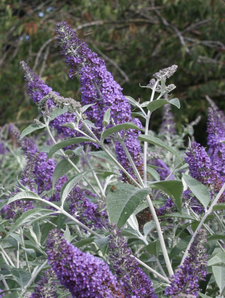 LOKİNÇ KELEBEK ÇALISI / Buddleja lochinch