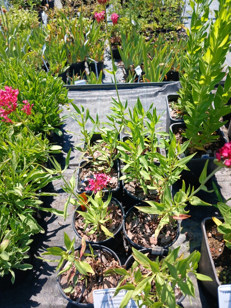 MAHMUZ ÇİÇEĞİ - SENTRANTUS ‘pembe’ / Centranthus ruber