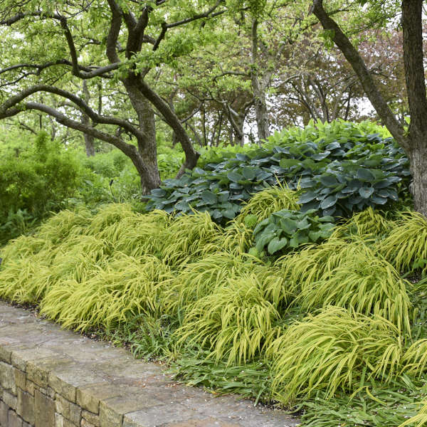 SARI ALACALI JAPON HAKONE OTU / Hakonechloa macra ‘Aureola’