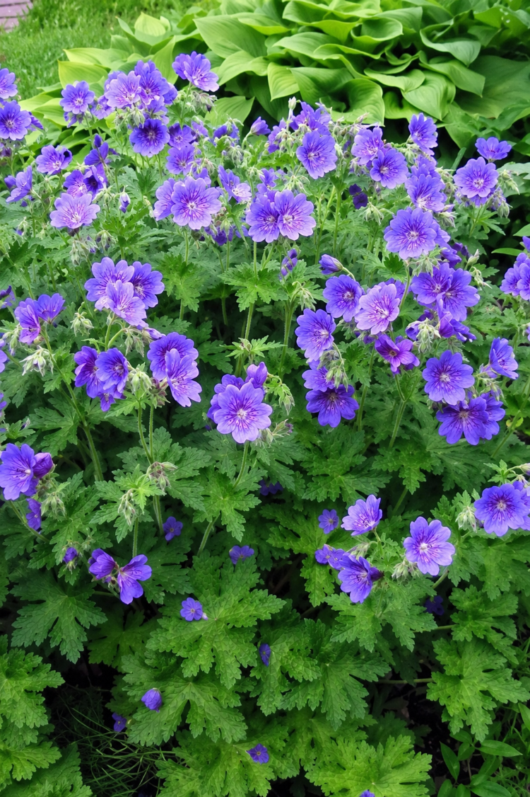 TURNA GAGASI - CERENYUM ‘orkide mavisi’ / Geranium bohemicum ‘Orchid Blue’