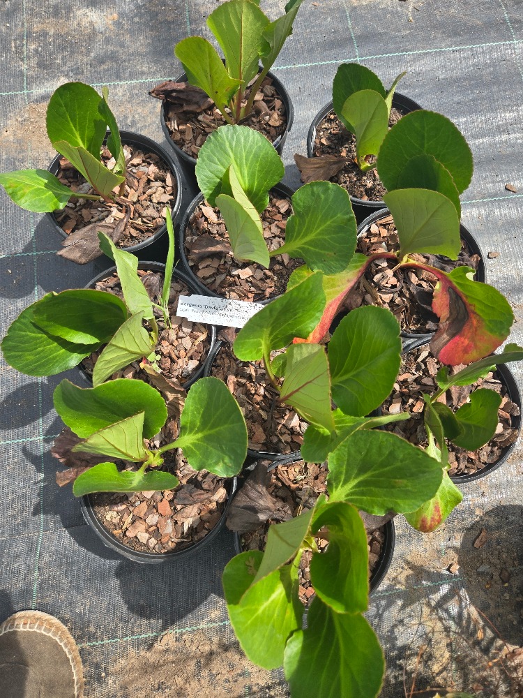 BERGENYA ‘davut’ / Bergenia ‘David’