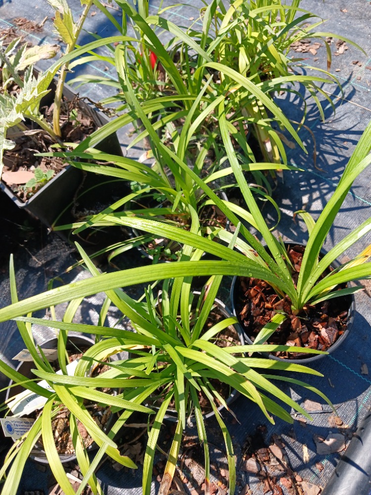 ZAMBAK SAZI - LİRYOP / Liriope muscari