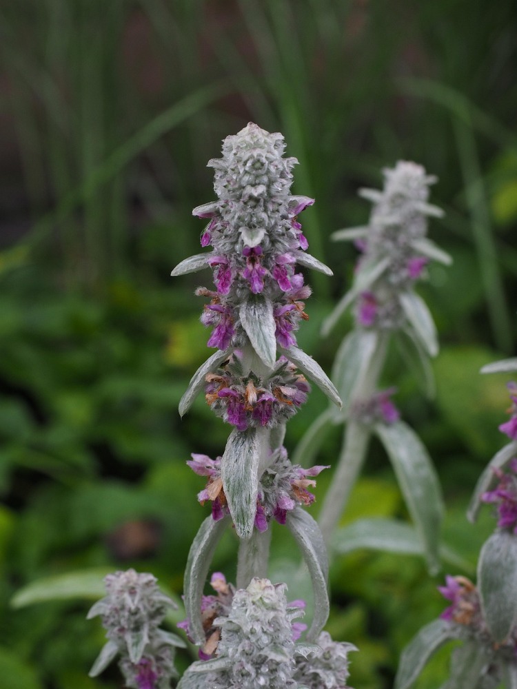 KUZUKULAĞI / STAKİS  Stachys byzantina