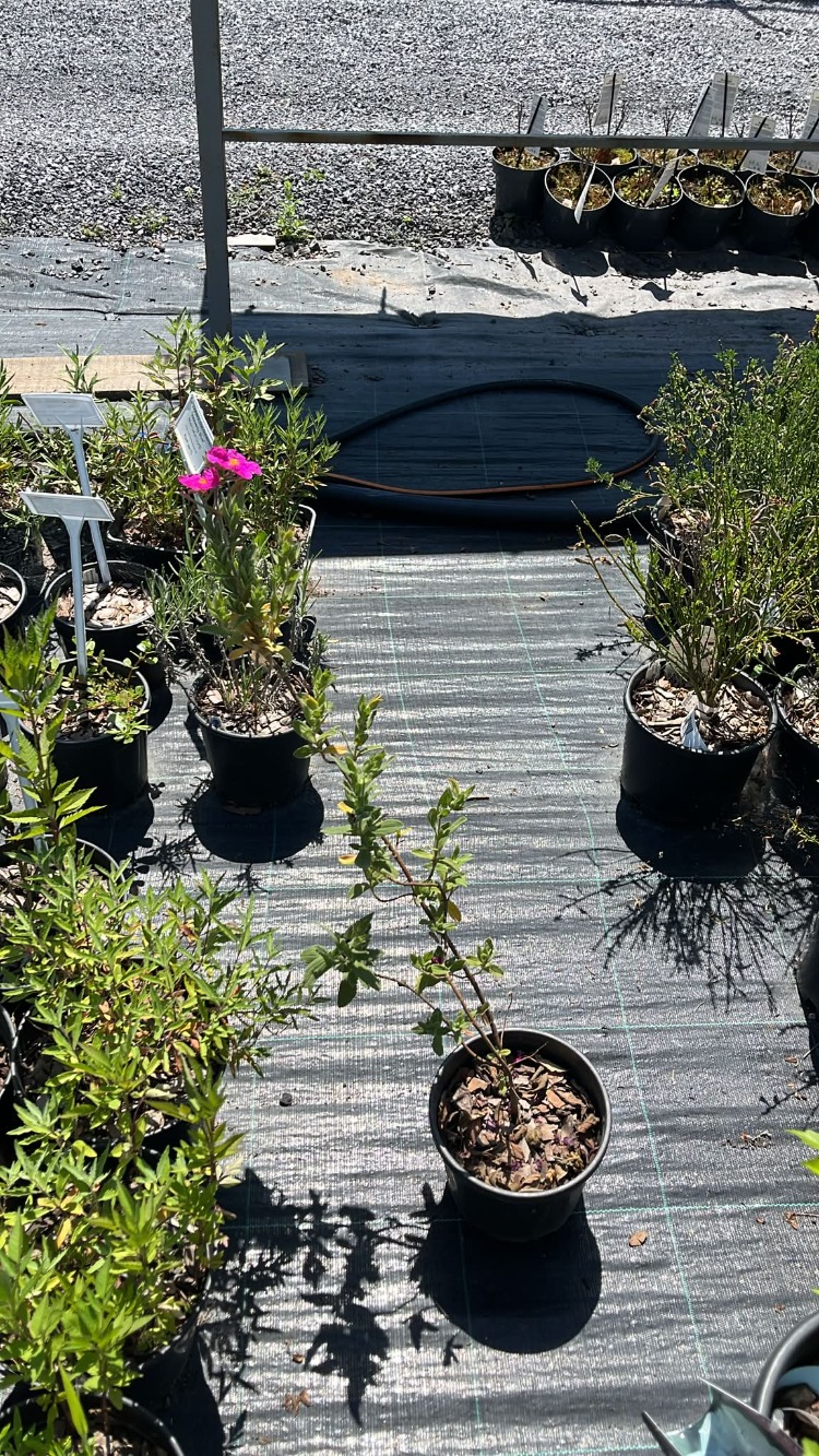 PEMBE LADEN / Cistus sp.