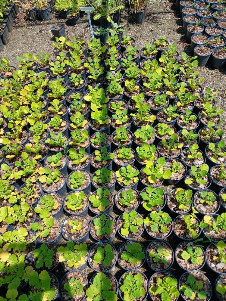 CEYUM ‘bayan bradşav’ / Geum chiloensis ‘Mrs. Bradshaw’’