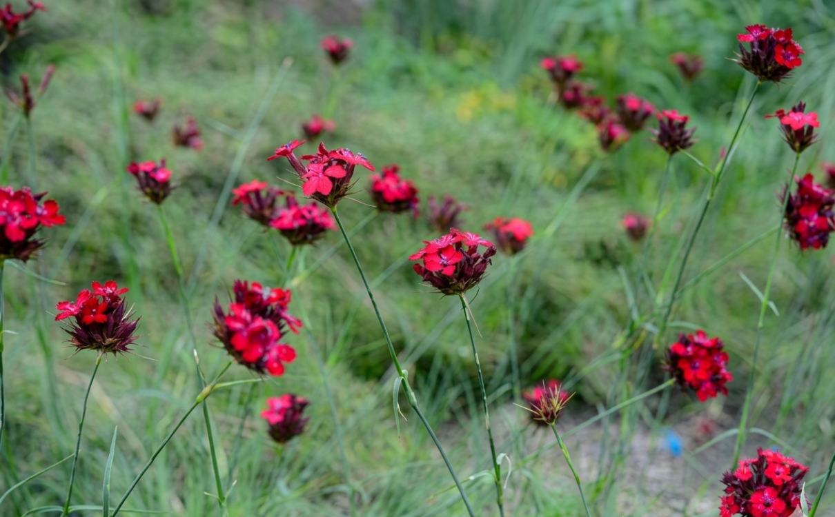 KAN KARANFİLİ / Dianthus cruentus / *Türkiye Bitkisi