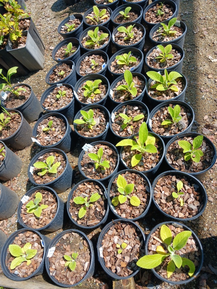 BEYAZ YÜKSÜKOTU – BEYAZ DİJİTALİS / Digitalis purpurea ‘alba’