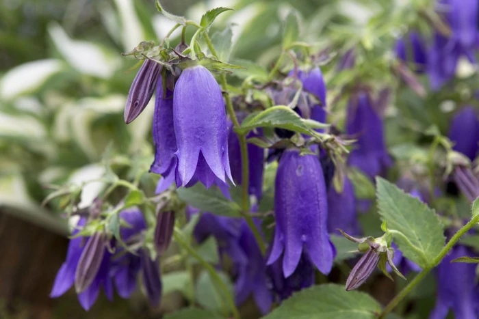 KAMPANULA ‘kent çanı’ / Campanula ‘Kent Belle’