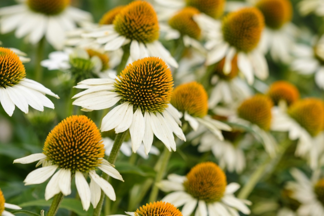 EKİNEZYA ‘beyaz kuğu’ / Echinacea 'White Swan'