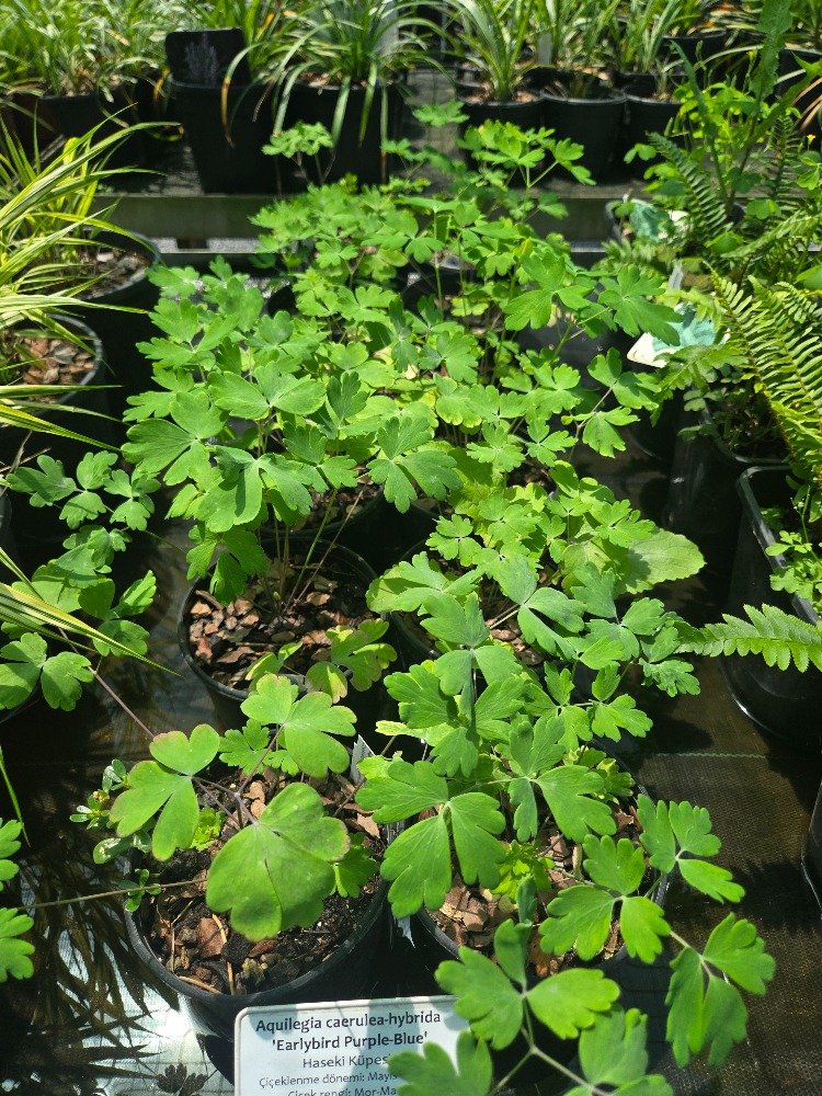 DAĞ HASEKİ KÜPESİ ‘mor-mavi erkenci kuş’ / Aquilegia ‘Early Bird’ - Purple Blue