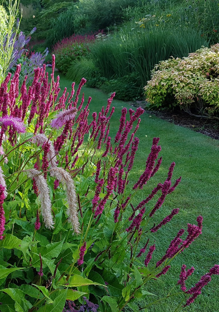PERSİKARYA ‘ametist yazı’ / Persicaria amplexicaulis ‘Amethyst Summer’